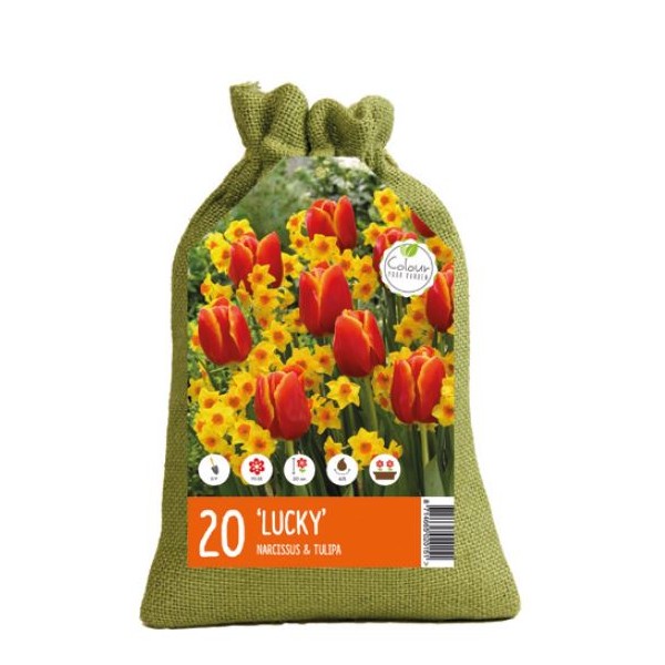 Gėlių svogūnėlių rinkinys sėkmė 20 sv.