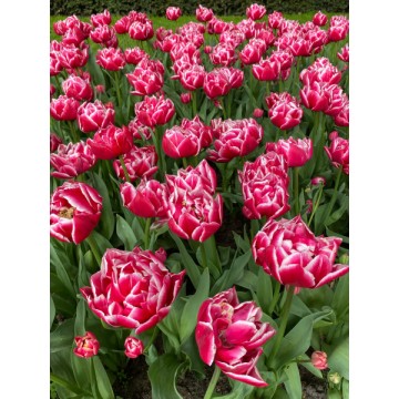 Tulp COLUMBUS 5 tk.
