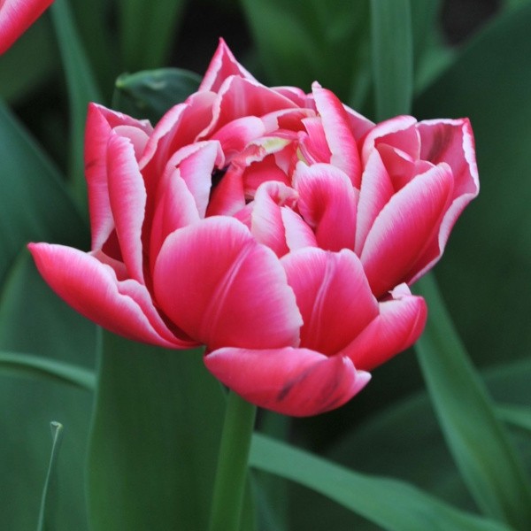 Tulp COLUMBUS 5 tk.