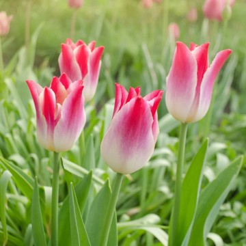 Tulp WHISPERING DREAM 5 tk.
