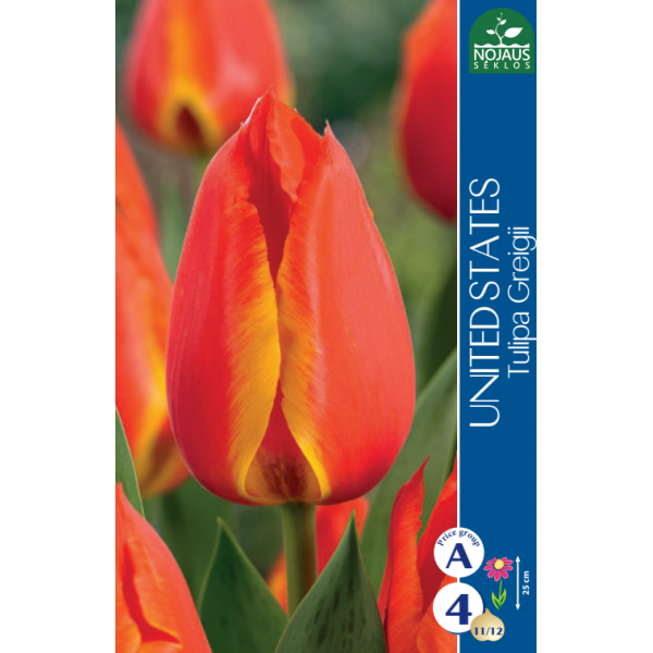 TULP UNITED STATES