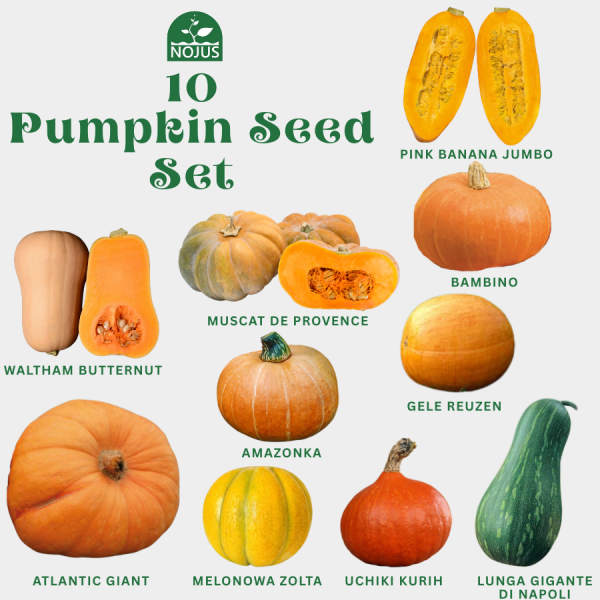 Kõrvitsaseemnete komplekt 10tk