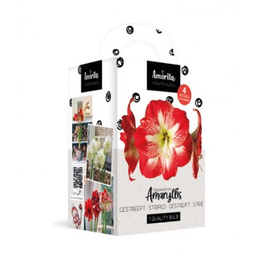 Amarilis (Meilenis)...