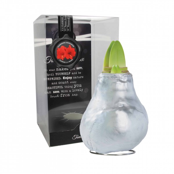 Gloss Silver (P) vahatatud amarüllis - punane õis 1 tk