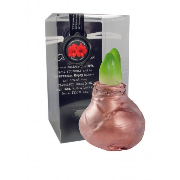 Gloss Copper (P) vahatatud amarüllis - punane õis 1 tk