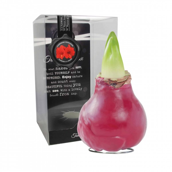 Gloss Red (P) vahatatud amarüllis - punane õis 1 tk