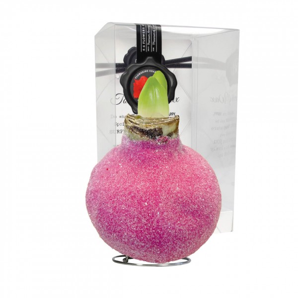 Glamour Pink (P) vahatatud amarüllis - punane õis 1 tk