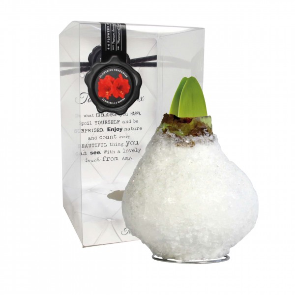 Glamour White (P) vahatatud amarüllis - punane õis 1 tk