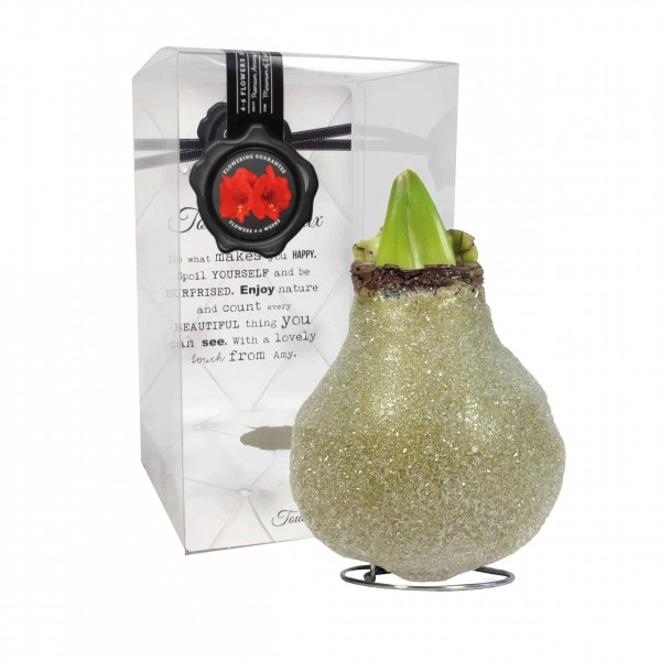 Glamour Green (P) vahatatud amarüllis - punane õis 1 tk