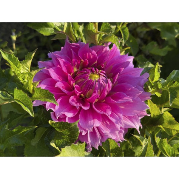 Lillesibulate komplekt ‘Bee Gentle’ 50 tk