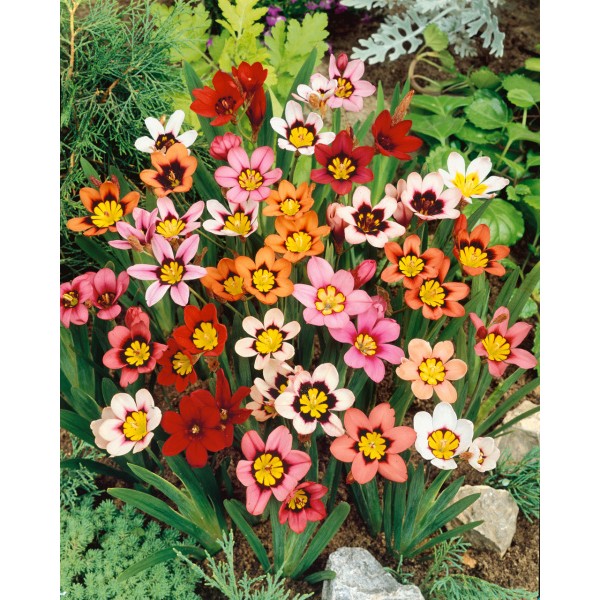 Lillesibulate komplekt ‘Sunny Buzz’ 50 tk