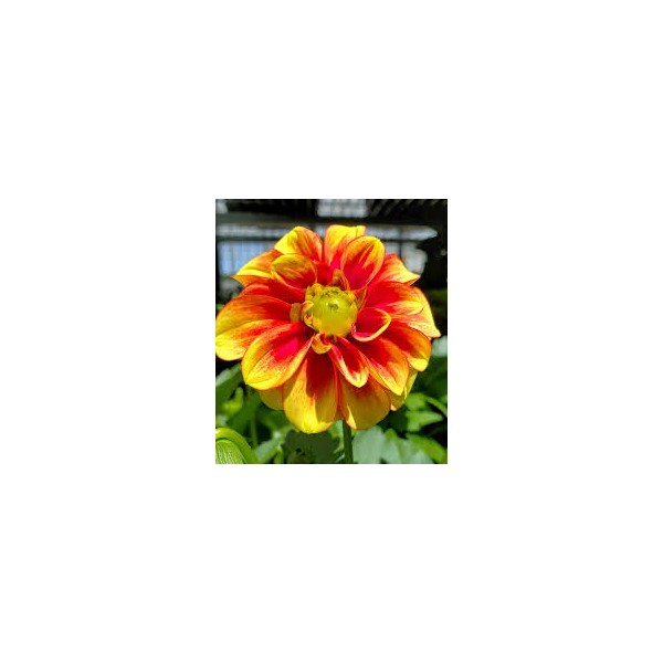 Gėlių svogūnėlių rinkinys Sunny Buzz 50 sv.