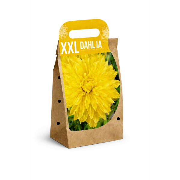 XXL Daalia ‘Kelvin Floodlight’ 1 tk