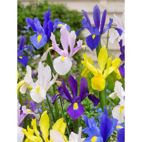 Iirised Hollandica segu 10 tk