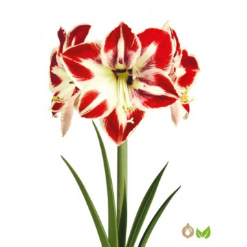 Amarüll Amorita® Esus 1 tk