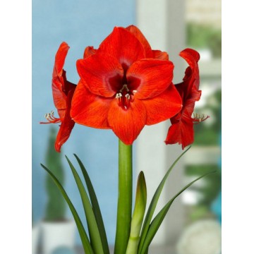 Amarüll Red Lion 1 tk