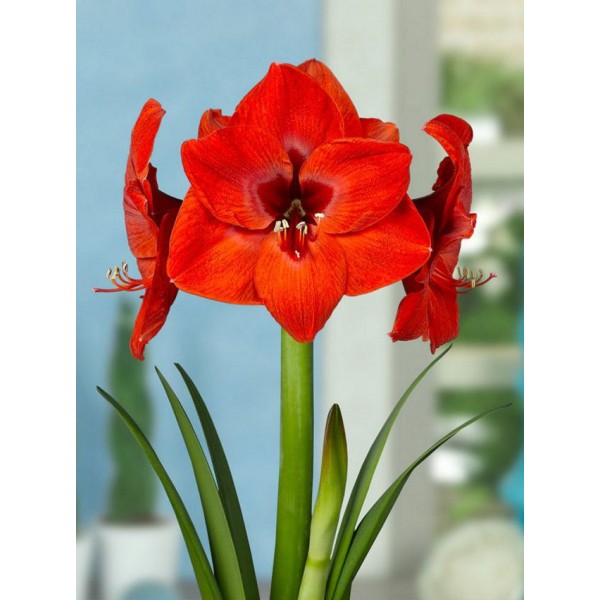 Amarüll Red Lion 1 tk