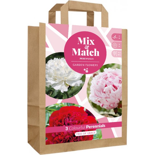 Gėlių svogūnėlių rinkinys Trio of Grace 50 sv.