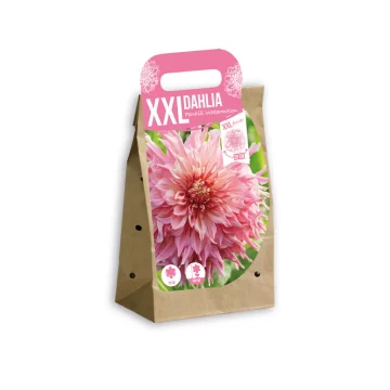 XXL Daalia ‘Penhill...