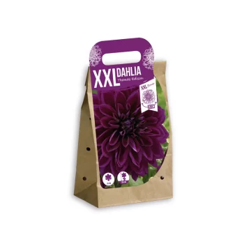 XXL Jurginas Thomas Edison...