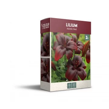 Liilia ‘Asiatic Red’ 2 tk
