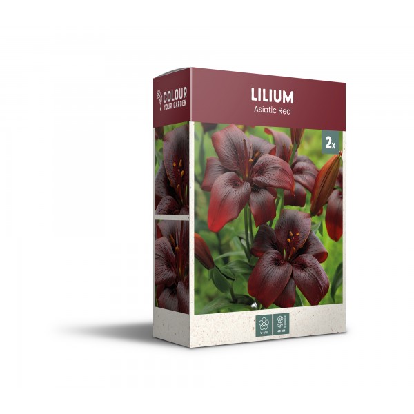 Liilia ‘Asiatic Red’ 2 tk