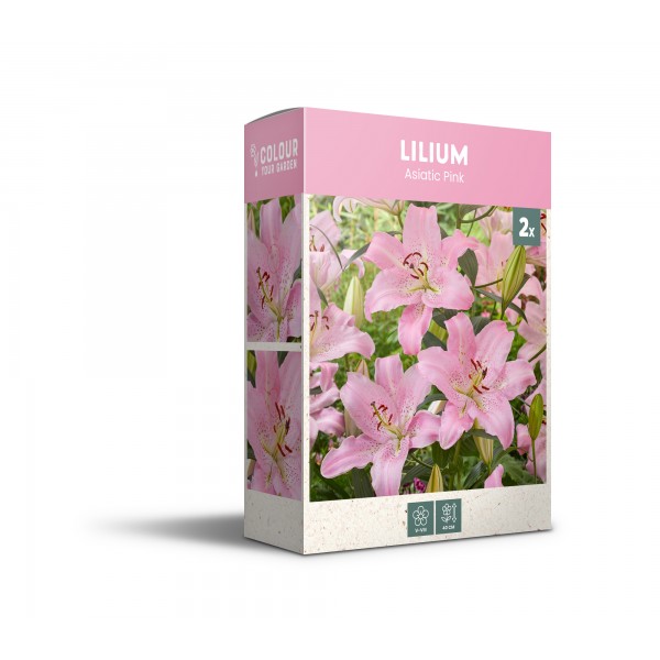 Liilia ‘Asiatic Pink’ 2 tk