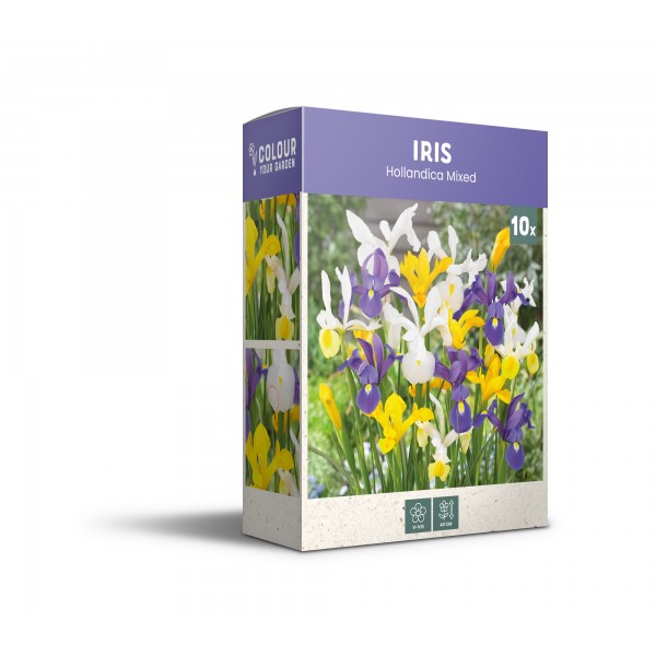 Vilkdalgiai Hollandica mišinys 10 sv.