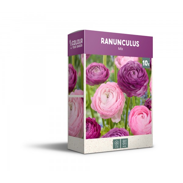 Ranunklite segu roosa/lilla 10 tk