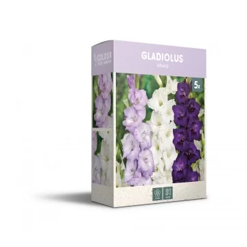 Gladioolide segu...