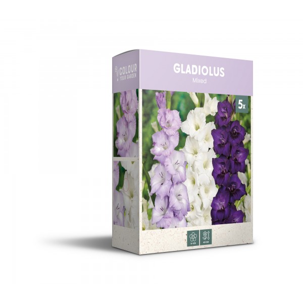 Gladioolide segu sinine/valge 5 tk