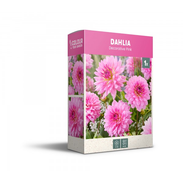 Dekoratiivne roosa daalia 1 tk