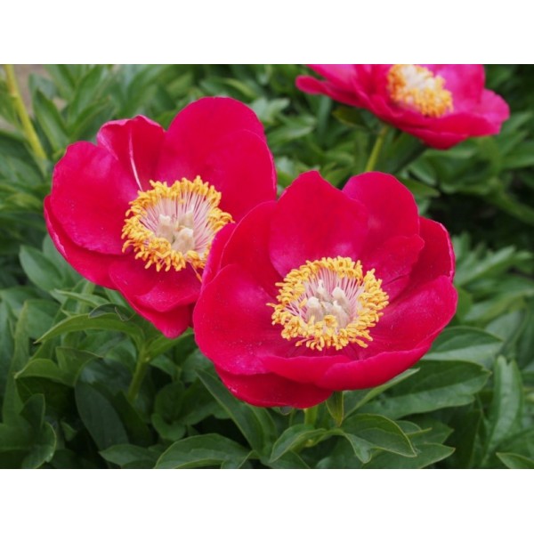 Pojeng Princess 1tk.