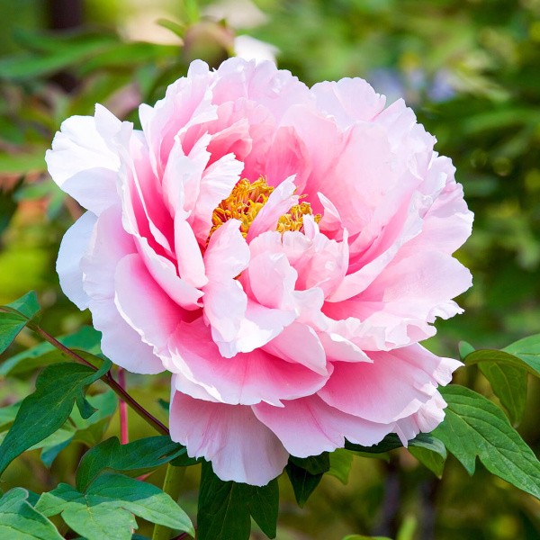 Bijūnas Morning Kiss 1sv.