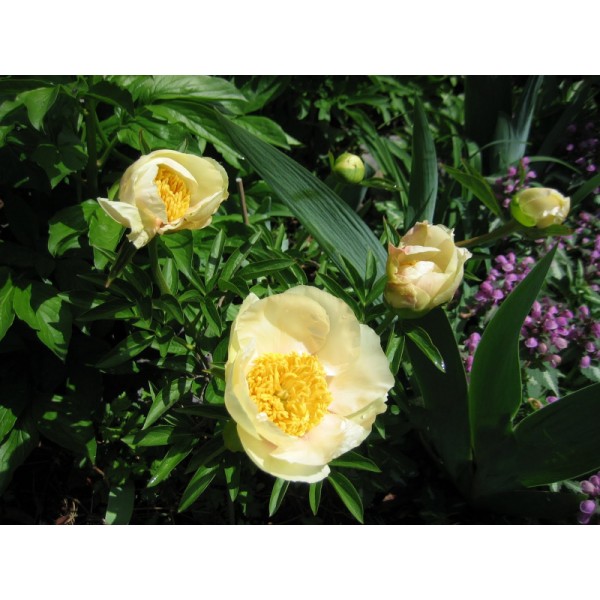 Bijūnas Starlight 1sv.