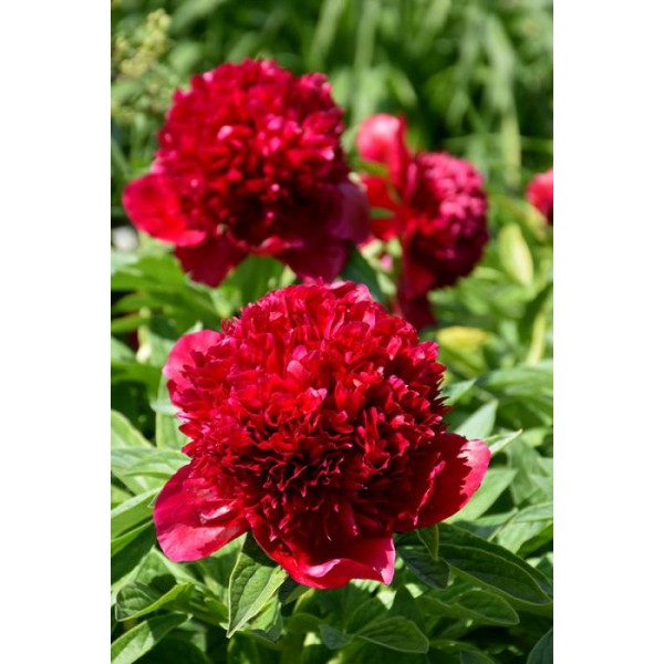 Pojeng Red Charm 1 tk