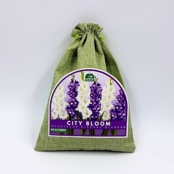 Gladioolisibulate komplekt „City Bloom Gladiolus Elegant Blend“ 30 tk