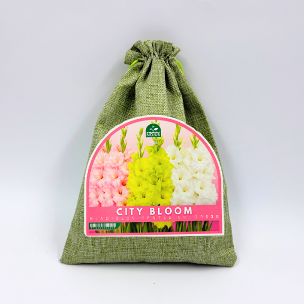 Gladioolisibulate komplekt „City Bloom Gladiolus Gentle Colors“ 30 tk