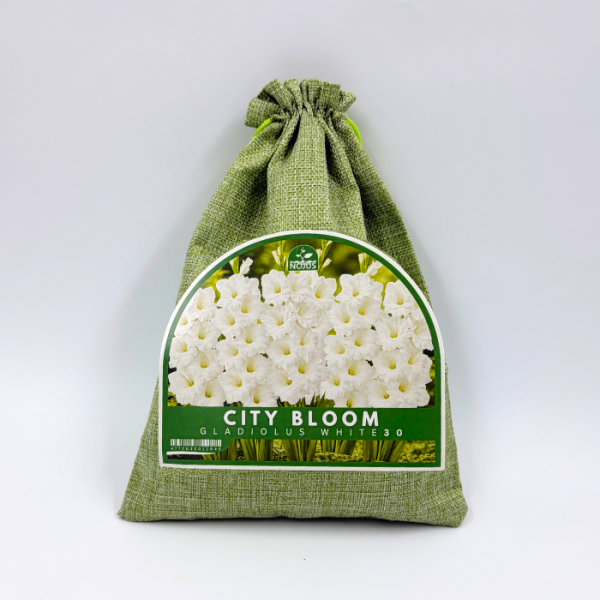 Gladioolisibulate komplekt „City Bloom Gladiolus White“ 30 tk