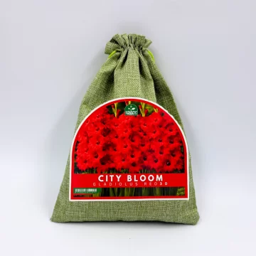 Gladioolisibulate komplekt...