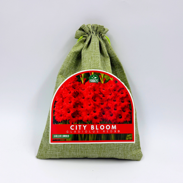 Gladioolisibulate komplekt „City Bloom Gladiolus Red“ 30 tk