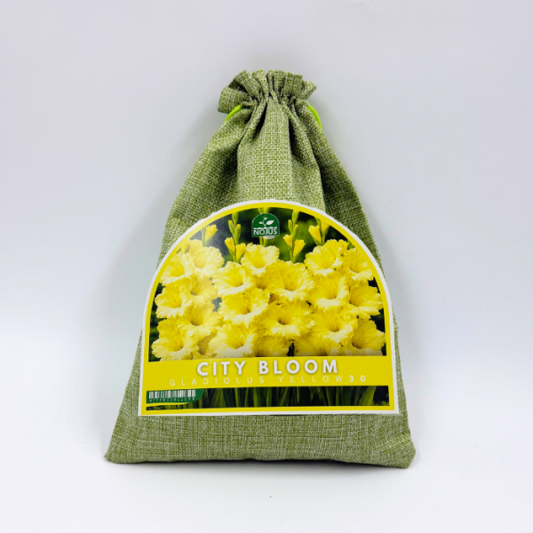 Gladioolisibulate komplekt „City Bloom Gladiolus Yellow“ 30 tk