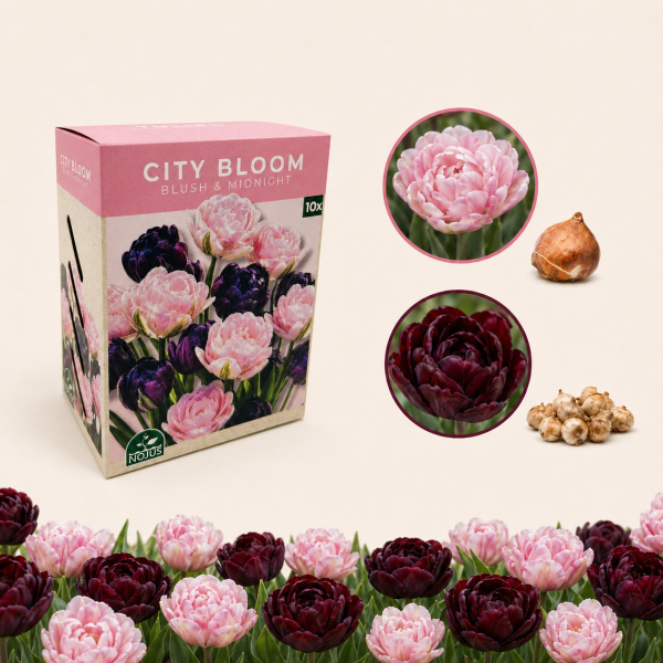 Miesto žiedai tulbisibulate komplekt „Blush & Midnight“, 20 tk.
