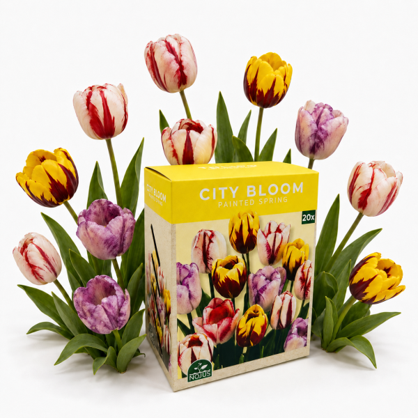 Sibulalillede komplekt „Painted Spring“