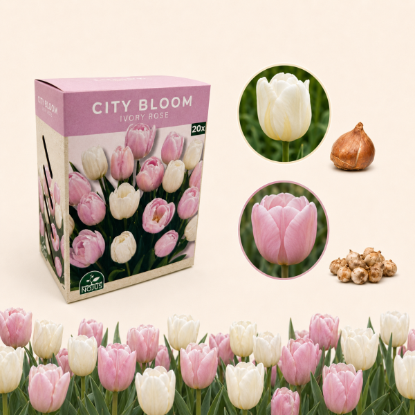 Sibulataimede komplekt „Ivory Rose“