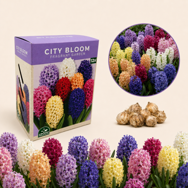 Ida-hüatsintide komplekt „Fragrant Garden“