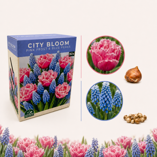 Sibullillede komplekt Pink Frost & Blue Peaks