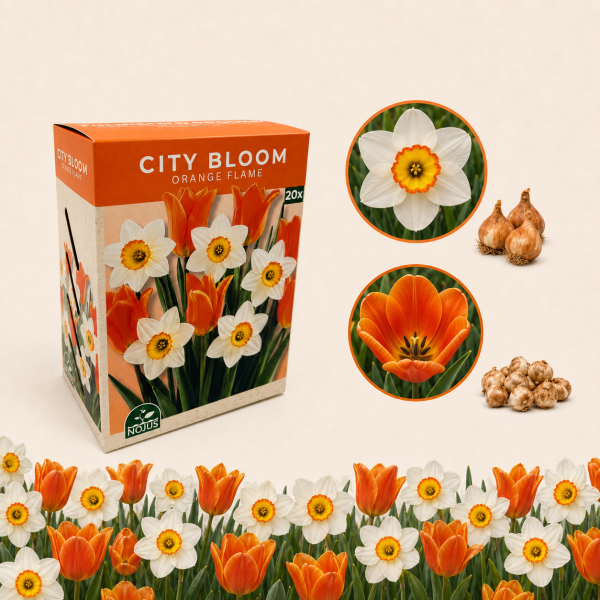 Sibullillede komplekt Orange Flame