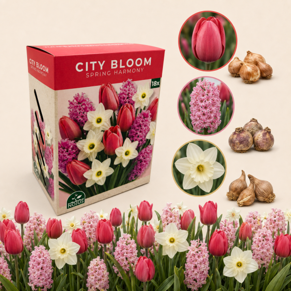Sibulaliste lillede komplekt „Spring Harmony“