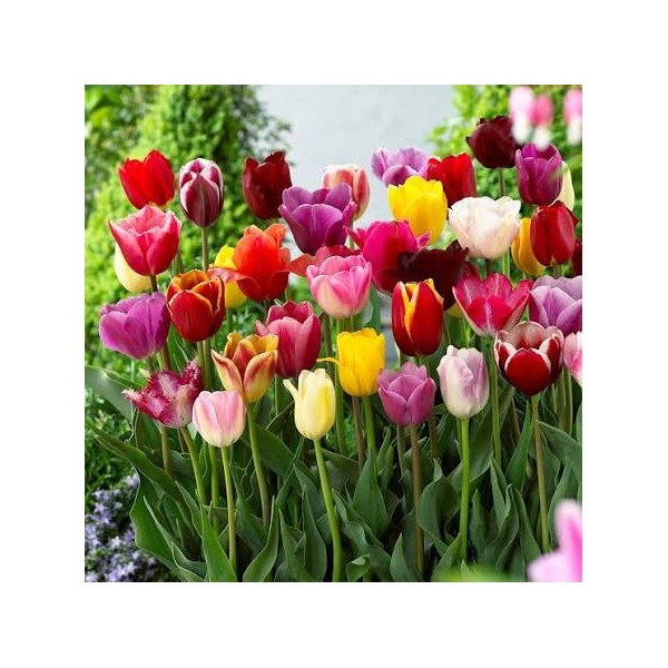 Tulbi komplekt „Triumph mixed“, 7 tk.